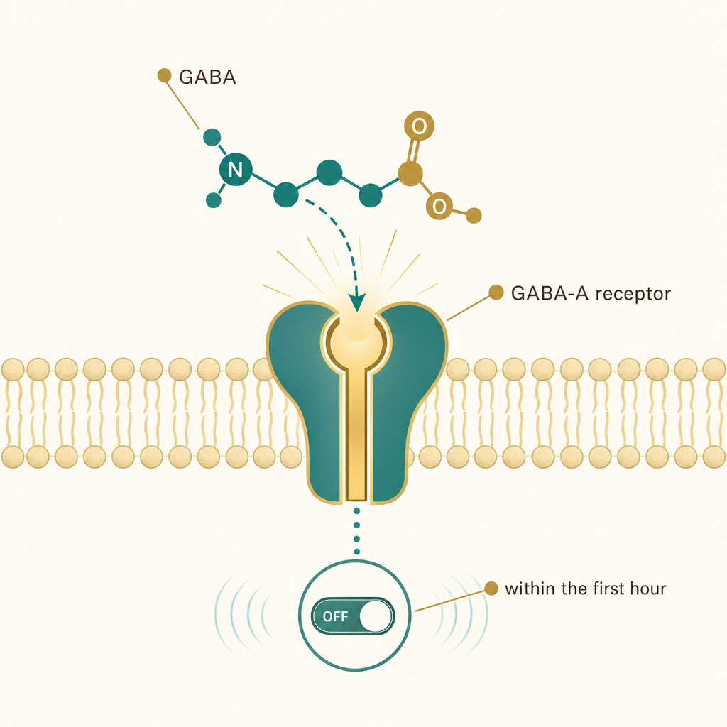 Editorial science visual of the GABA molecule fitting the GABA-A receptor like a key in a lock within the first hour, the calming off-switch flipping on, no product and no people