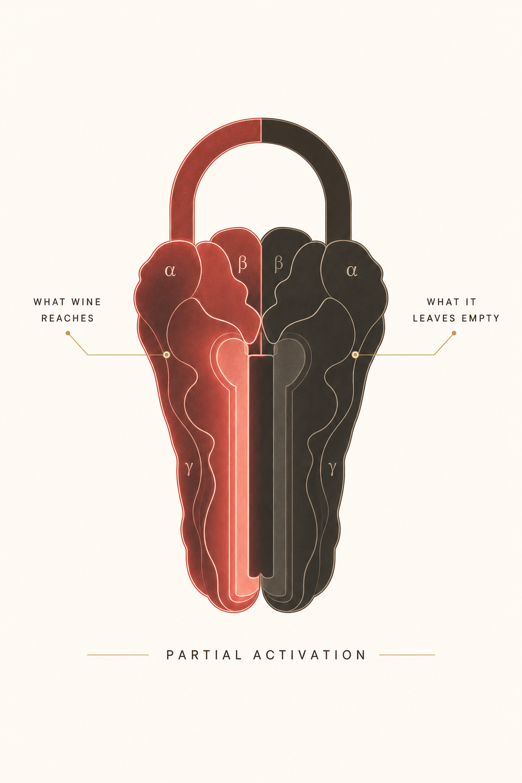 Editorial anatomical illustration of a GABA-A receptor half lit in red, half dark, captioned as partial activation.
