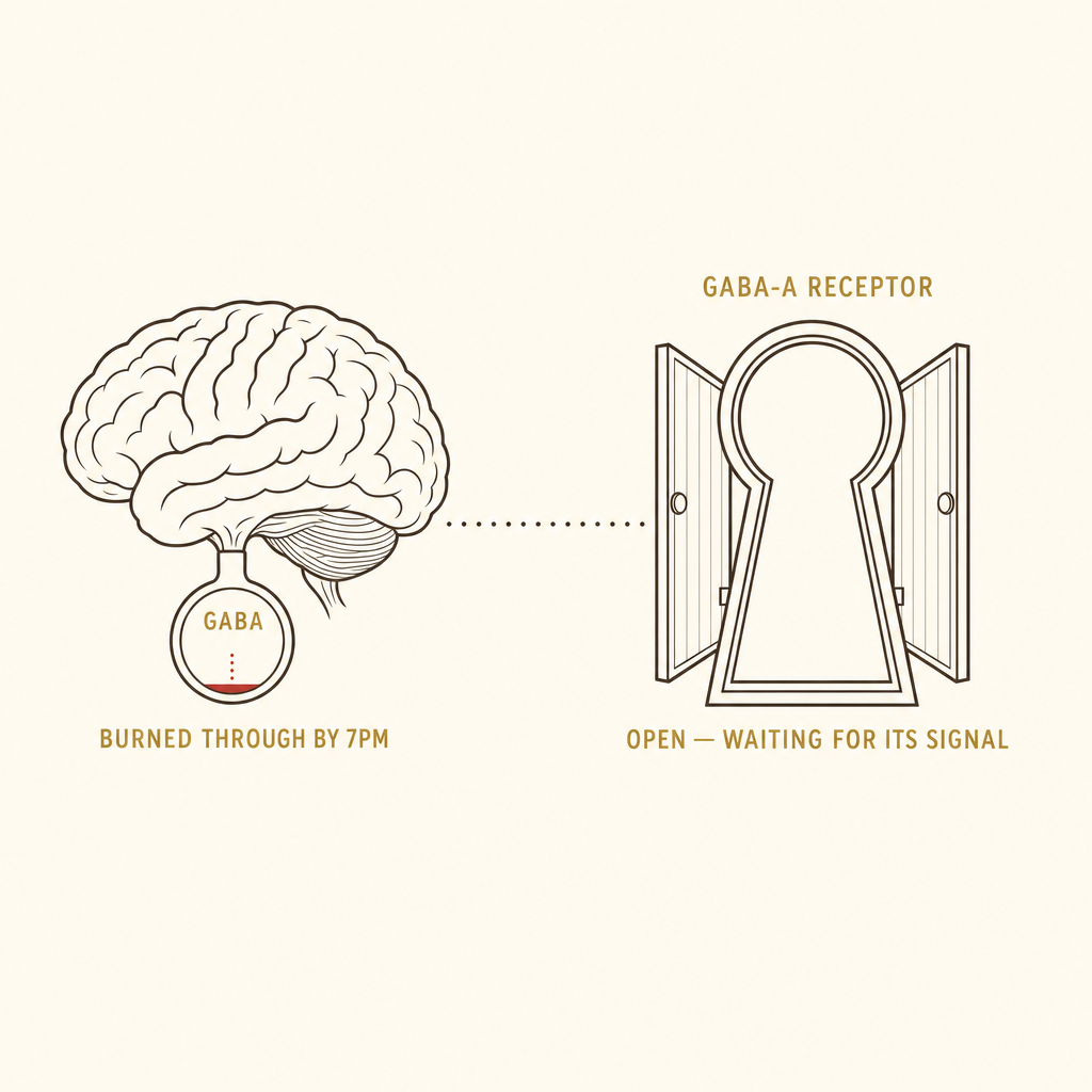 Diagram of a depleted GABA supply and an open GABA-A receptor switch waiting for its signal.