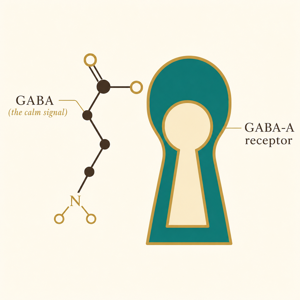 Museum-style scientific illustration of the GABA molecule fitting into the GABA-A receptor like a key in a lock, labeled GABA the calm signal and GABA-A receptor