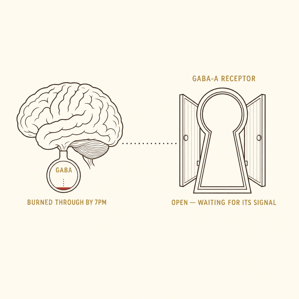 Diagram of a depleted GABA supply and an open GABA-A receptor switch waiting for its signal.