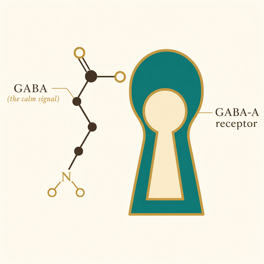 Museum-style scientific illustration of the GABA molecule fitting into the GABA-A receptor like a key in a lock, labeled GABA the calm signal and GABA-A receptor