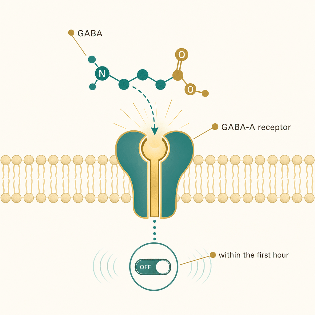 Editorial science visual of the GABA molecule fitting the GABA-A receptor like a key in a lock within the first hour, the calming off-switch flipping on, no product and no people